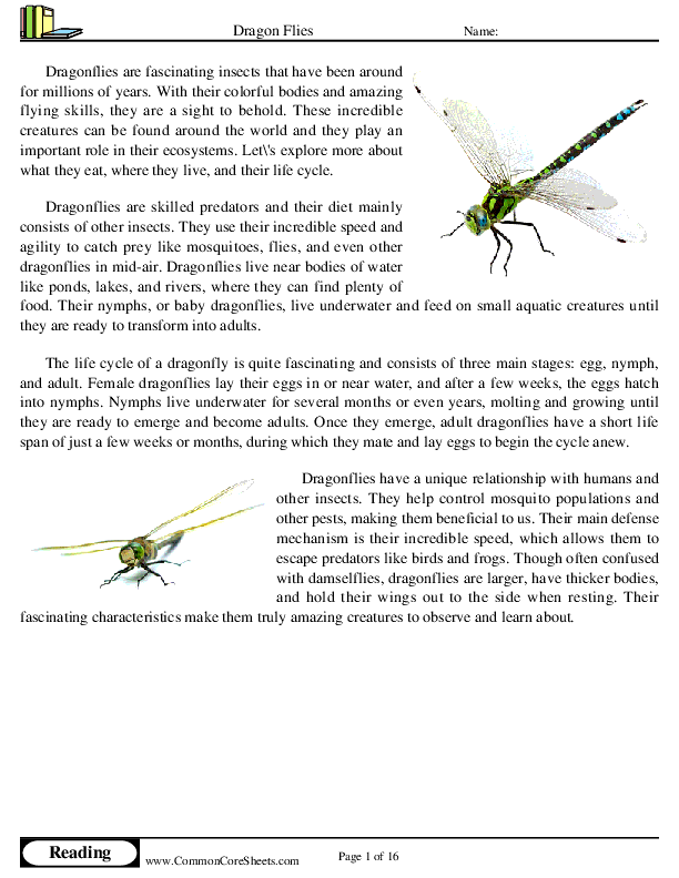  - dragon-flies worksheet