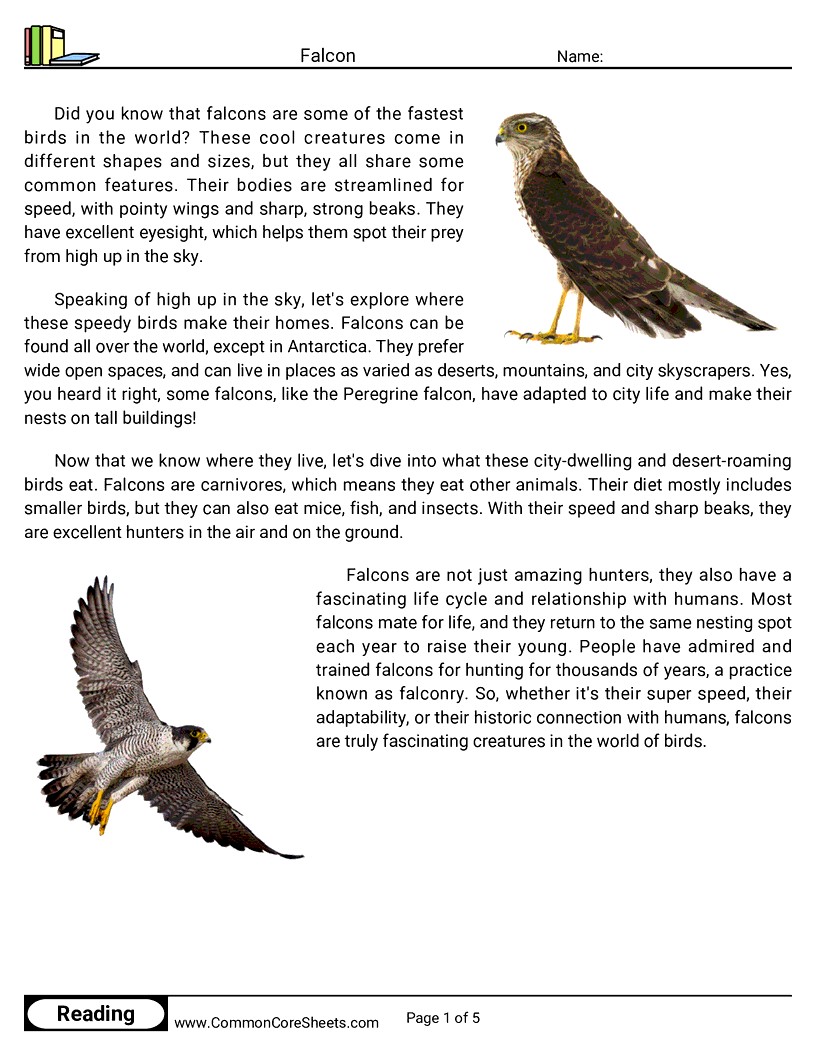 Reading Comprehension Birds Worksheets - Falcon worksheet