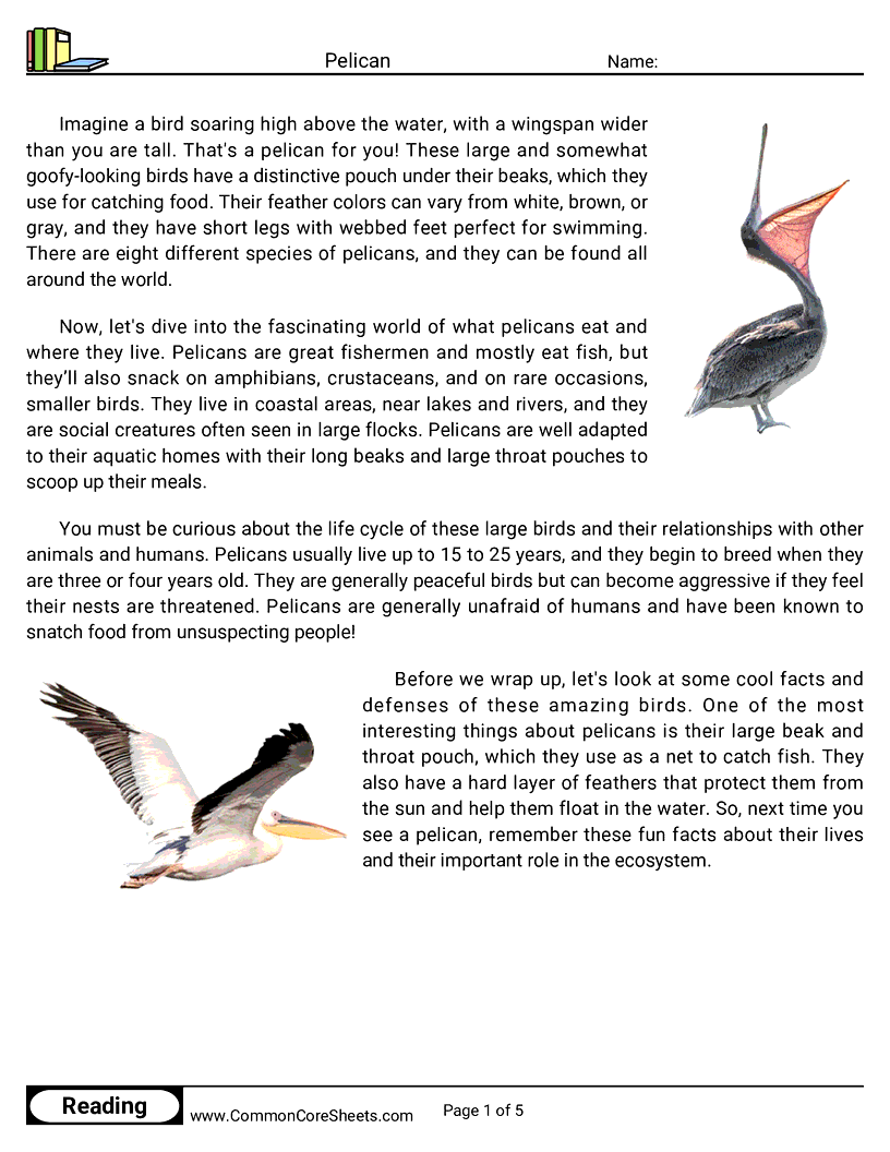 Reading Comprehension Birds Worksheets - Pelican worksheet