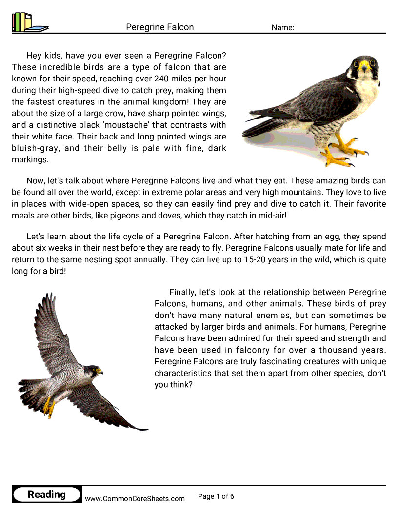 Reading Comprehension Birds Worksheets - Peregrine Falcon worksheet