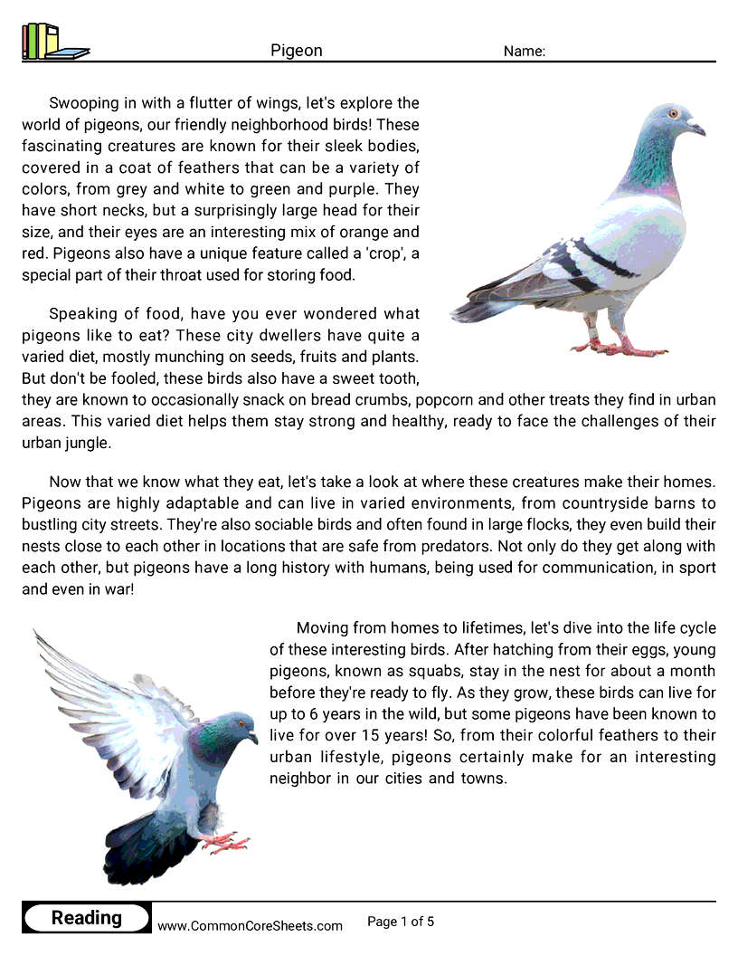 Reading Comprehension Birds Worksheets - Pigeon worksheet