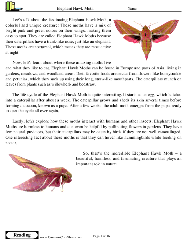  - elephant-hawk-moth worksheet